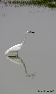 IMG_3581